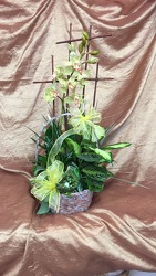 GREEN PLANTS WITH SILK ORCHIDS from Aletha's Florist in Marietta, OH