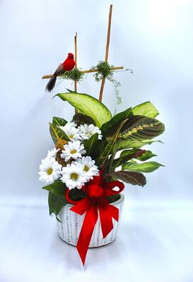 Cardinal dish garden  from Aletha's Florist in Marietta, OH