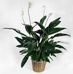 PEACE LILY from Aletha's Florist in Marietta, OH