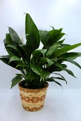 PEACE LILY 2 from Aletha's Florist in Marietta, OH