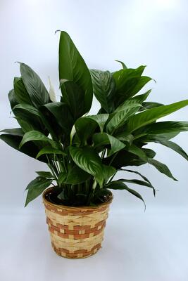 PEACE LILY 2 from Aletha's Florist in Marietta, OH